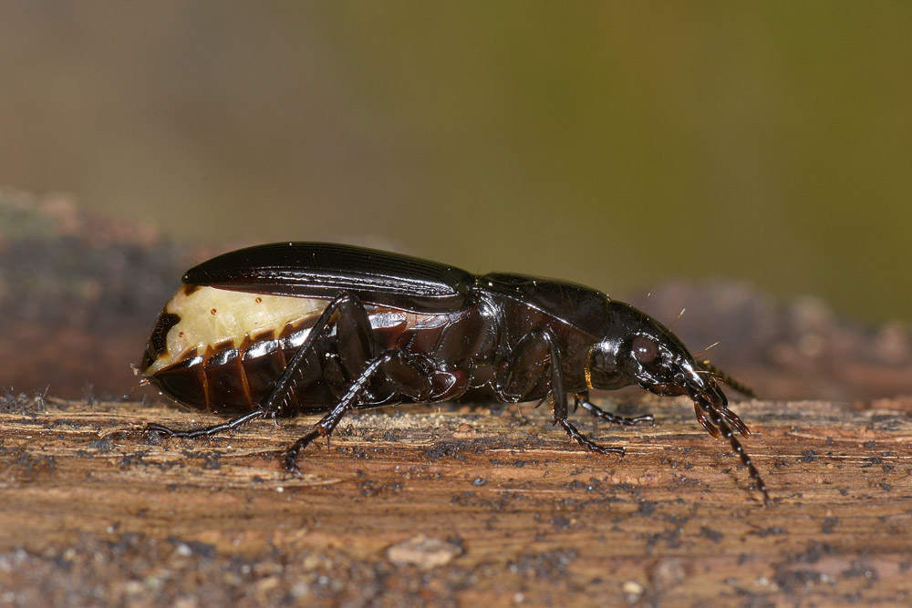 Abax parallelepipedus? no, A. continuus